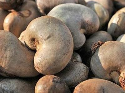 Raw Cashews